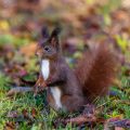 Eichhörnchen (Sciurus vulgaris)