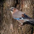 Eichelhäher (Garrulus glandarius)
