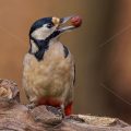Buntspecht (Dendrocopos major) Weibchen