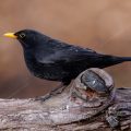 Amsel (Turdus merula) Männchen
