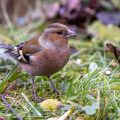 Buchfink (Fringilla coelebs) Männchen