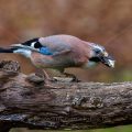 Eichelhäher (Garrulus glandarius)