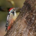 Mittelspecht (Leiopicus medius)