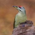 Grauspecht (Picus canus) Männchen