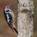 Mittelspecht (Leiopicus medius)