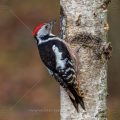 Mittelspecht (Leiopicus medius)