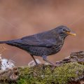 Amsel (Turdus merula) Weibchen