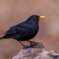 Amsel (Turdus merula) Männchen