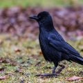 Rabenkrähe (Corvus corone)