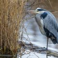 Graureiher (Ardea cinerea)