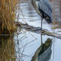 Graureiher (Ardea cinerea)