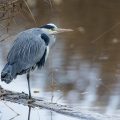 Graureiher (Ardea cinerea)