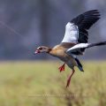 Nilgans (Alopochen aegyptiacus)