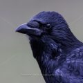 Rabenkrähe (Corvus corone)