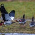 Nilgans (Alopochen aegyptiacus)