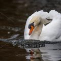 Höckerschwan (Cygnus olor)
