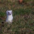 Hermelin (Mustela erminea)