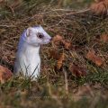 Hermelin (Mustela erminea)