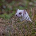Hermelin (Mustela erminea)