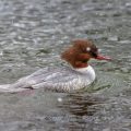Gänsesäger (Mergus merganser) Weibchen