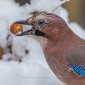Eichelhäher (Garrulus glandarius)