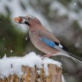 Eichelhäher (Garrulus glandarius)