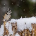 Haubenmeise (Lophophanes cristatus)