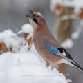 Eichelhäher (Garrulus glandarius)