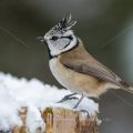 Haubenmeise (Lophophanes cristatus)
