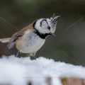 Haubenmeise (Lophophanes cristatus)
