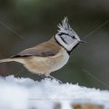 Haubenmeise (Lophophanes cristatus)