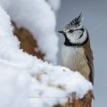Haubenmeise (Lophophanes cristatus)
