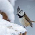 Haubenmeise (Lophophanes cristatus)