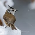 Haubenmeise (Lophophanes cristatus)