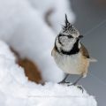 Haubenmeise (Lophophanes cristatus)