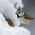Haubenmeise (Lophophanes cristatus)