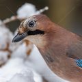 Eichelhäher (Garrulus glandarius)