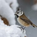 Haubenmeise (Lophophanes cristatus)