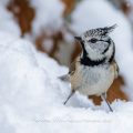 Haubenmeise (Lophophanes cristatus)