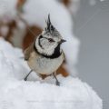 Haubenmeise (Lophophanes cristatus)