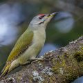 Grauspecht (Picus canus) Männchen