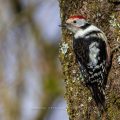 Mittelspecht (Leiopicus medius)
