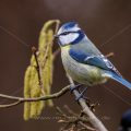Blaumeise (Cyanistes caeruleus)