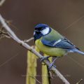 Kohlmeise (parus major