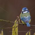 Blaumeise (Cyanistes caeruleus)