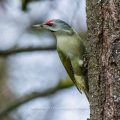 Grauspecht (Picus canus) Männchen