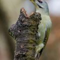 Grauspecht (Picus canus) Männchen