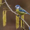 Blaumeise (Cyanistes caeruleus)