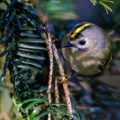 Wintergoldhähnchen (Regulus regulus)