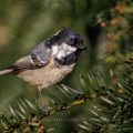 Tannenmeise (Periparus ater)